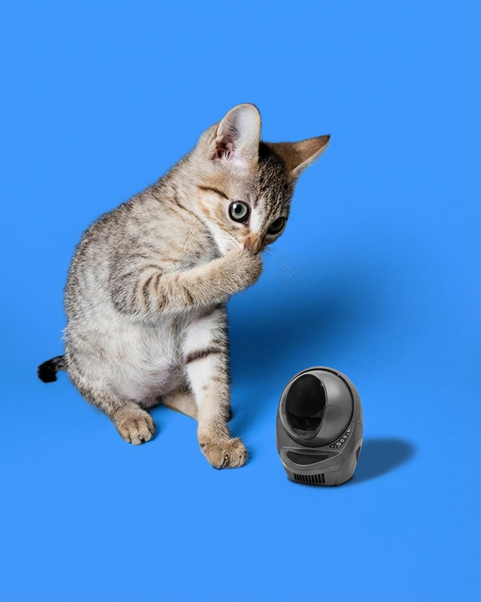 Boxiecat tweet media