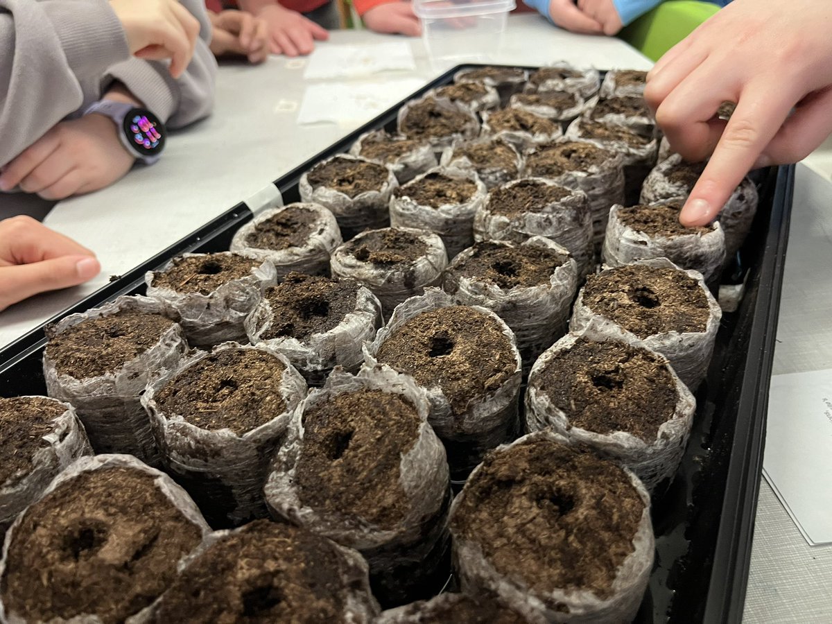 McM_MsT's tweet photo. TY MsXu! What are we up to now ๐ค @Tomatosphere ๐๐ฑ๐
So excited to get the seeds ๐ and one packet spent time on the #InternationalSpaceStation but which one? Well, it's time to plant, investigate ๐
#tomatosphere @LetsTalkScience
@VicCollege_UofT @UofT @tdsb https://t.co/XRM4paYQUH