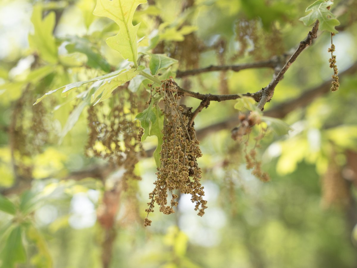 Texas A&M Forest Service tweet media