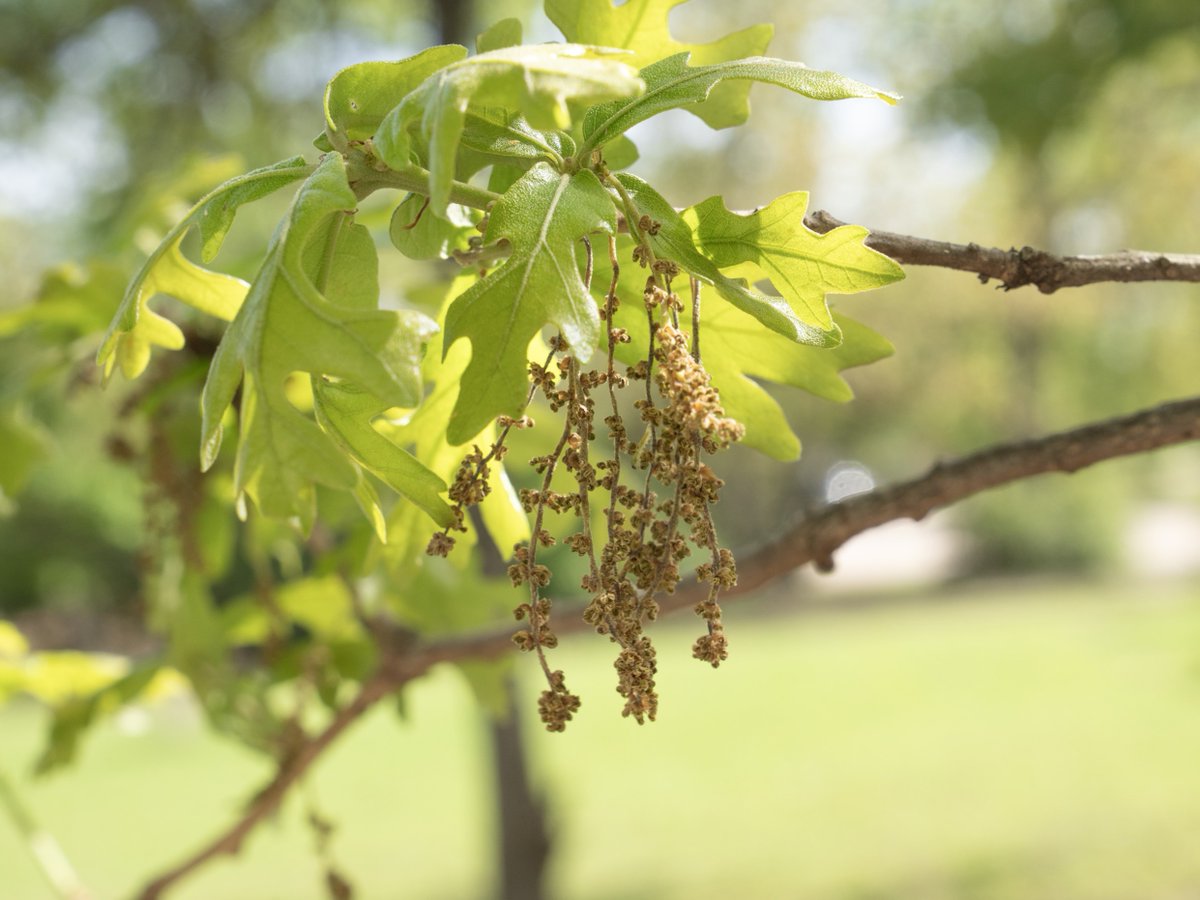 Texas A&M Forest Service tweet media