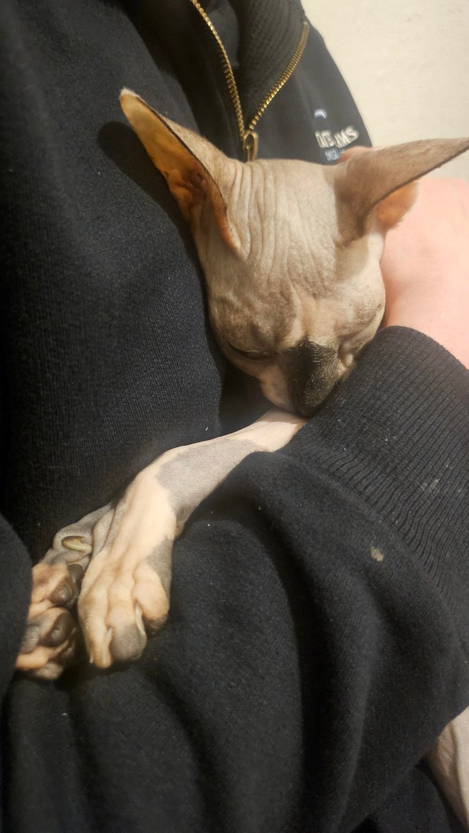 🩸UmiGloomy🩸 Gloomy Vamp VTuber tweet media