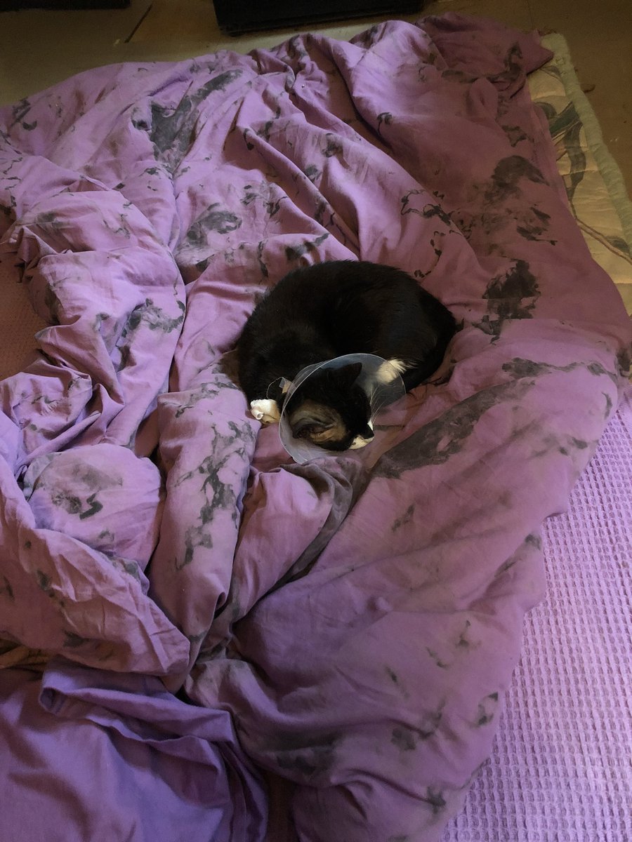 Susan Calman tweet media