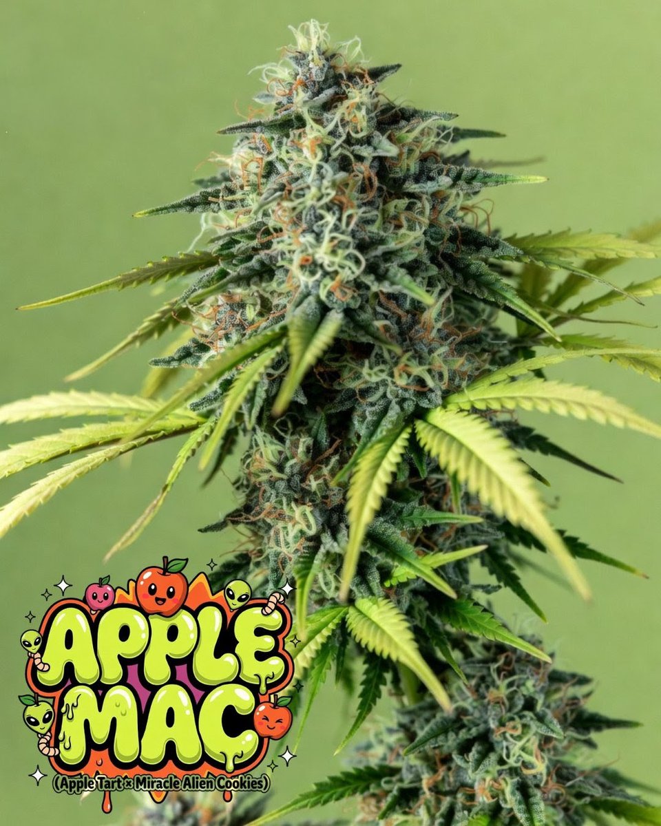 SNSEEDSUK's tweet photo. 🍏✨ NEW DROP: Apple MAC
Crisp apple sweetness meets legendary cookie gas in this flavour-stacked hybrid.
Created from Apple Tart × Miracle Alien Cookies (MAC), the Apple MAC strain blends tangy fruit, berry sweetness, and that unmistakable MAC-style gassy cookie depth. https://t.co/UNzwI7wLjg