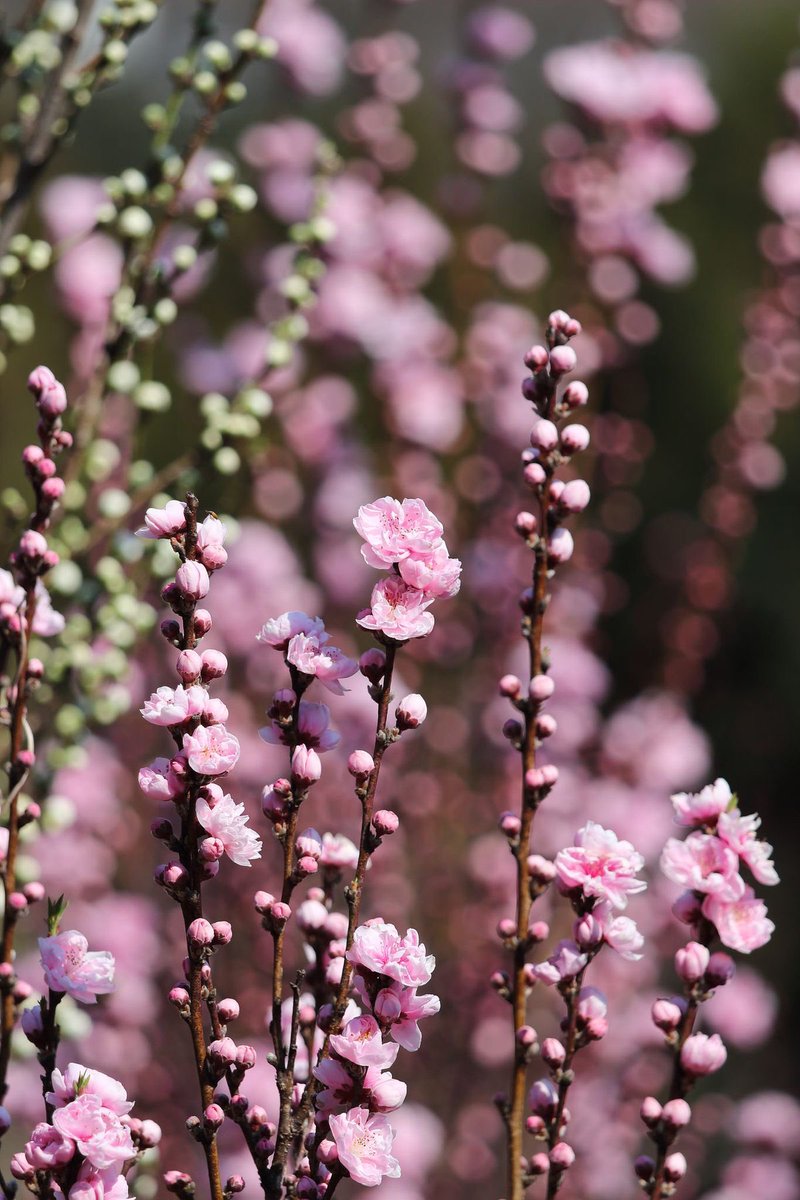 ゆりねこ tweet media