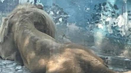 Alcalde morenista involucra al gobierno de Delfina Gómez en caso de negligencia en zoológico

Tras la difusión del video donde un león vomitó parásitos en el Zoológico Parque del Pueblo.

El presidente municipal Adolfo Cerqueda compartió el comunicado oficial del municipio y