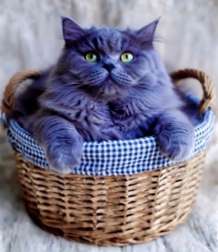 Liberal Cofe Cat tweet media