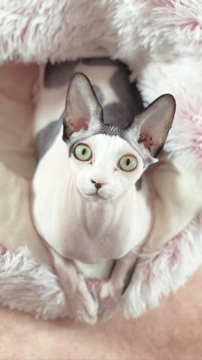 ♱⁺ 𝔖𝔱𝔦𝔫𝔨𝔶𝔠𝔞𝔱 ⁺♱ tweet media