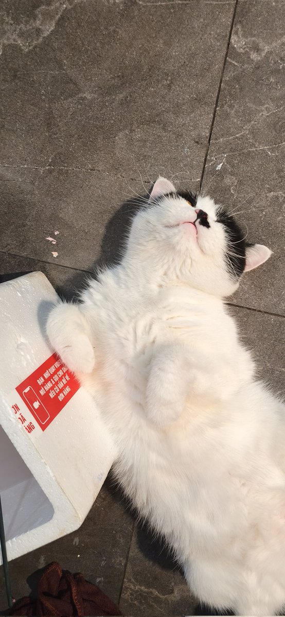 PokoKori's tweet photo. 🥳🎂Almost my birthday so can someone commission me so I can finally have my budget to buy my dream gift :<
Anyways here's my cat for luck of the day
#art #commissionarts #commussionopen #artcommission #oc #birthdaygirl #cats https://t.co/I4iJrDv9qD