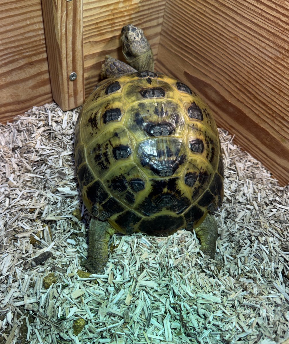 Gladys Beak 🐢 tweet media