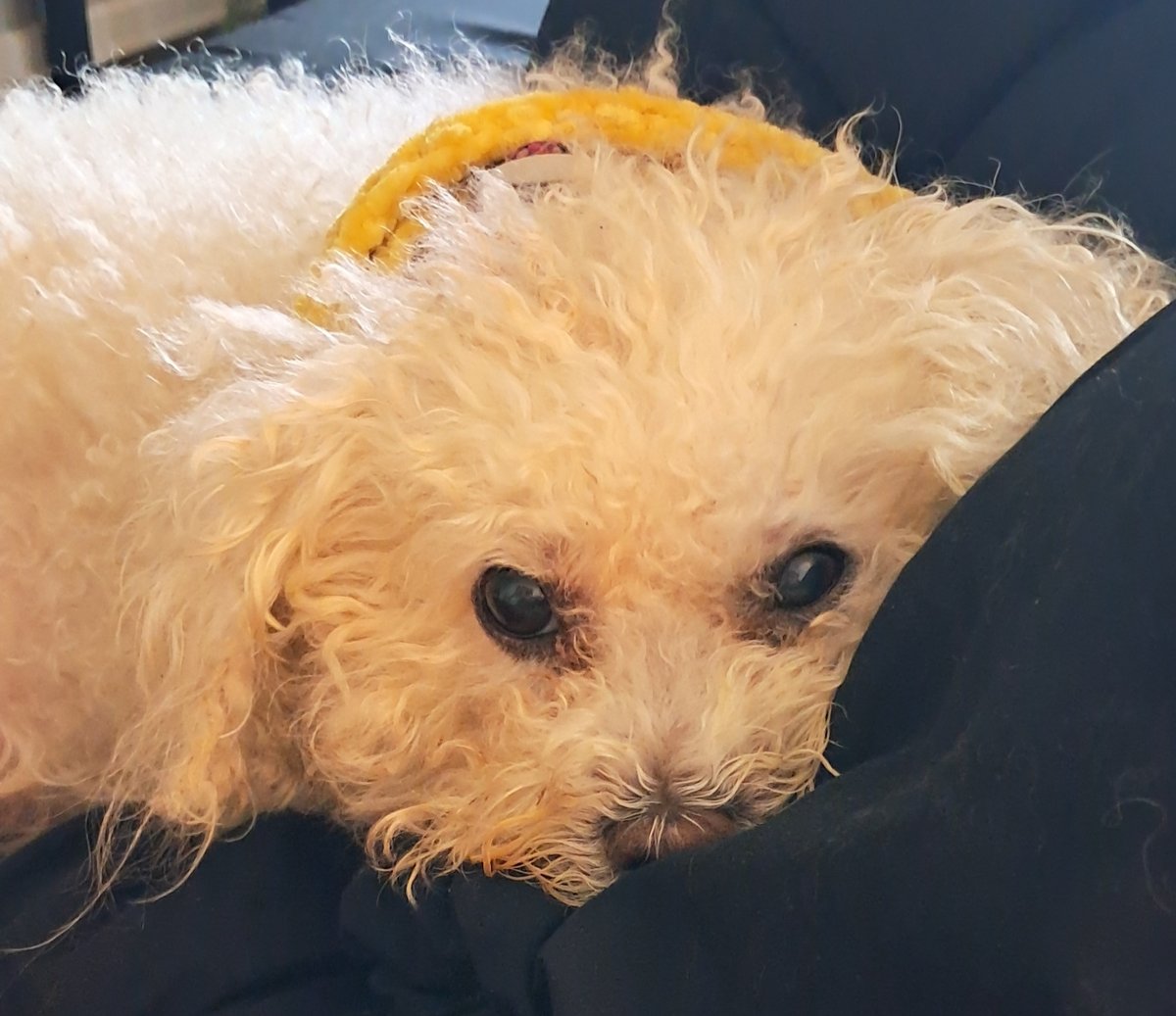 Healing Corner tweet media