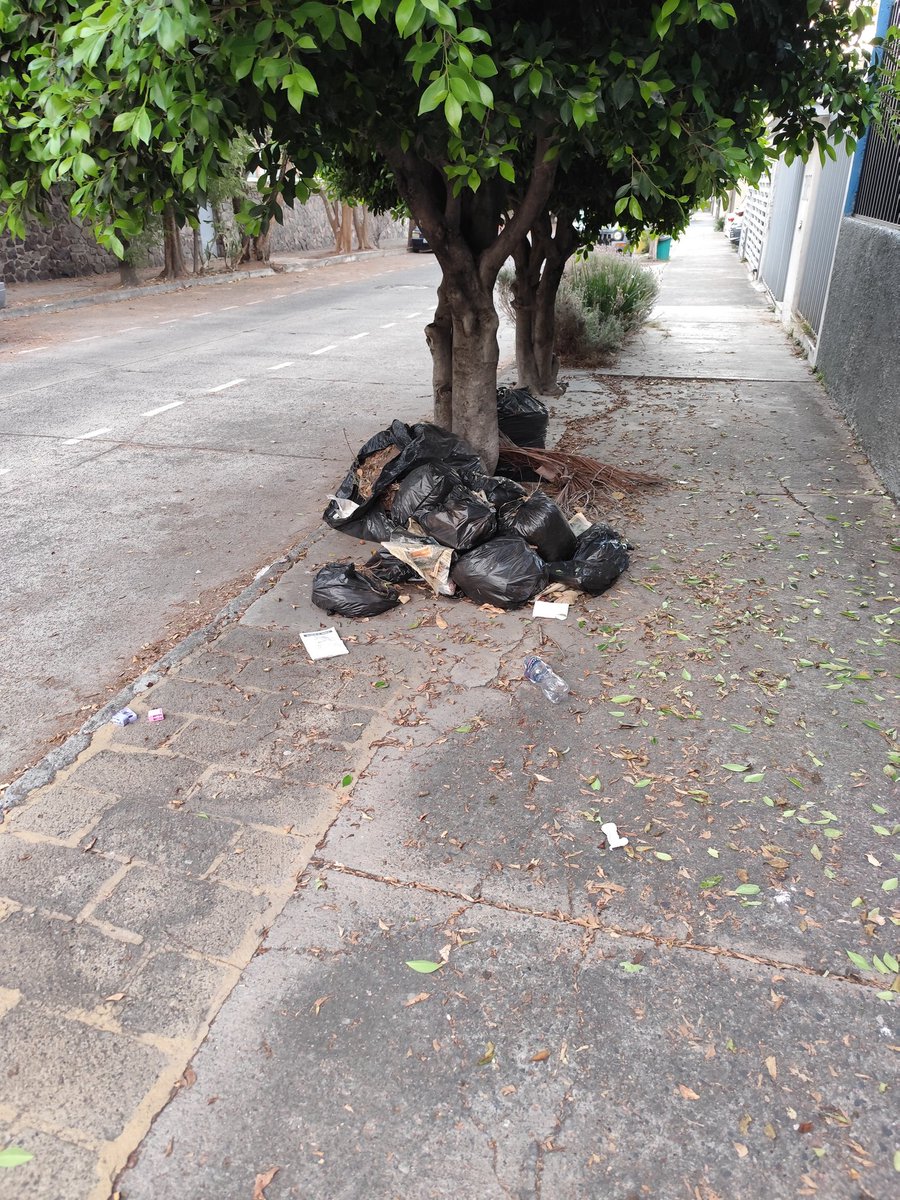 jonapreciadof's tweet photo. Tiene más de un mes, que en las calles J. Enrique Rodó y en Av Juan palomar, en colonia providencia, el servicio de recolección de basura no se lleva las bolsas.
@Trafico_ZMG @GuadalajaraGob https://t.co/opgdvYZE6w