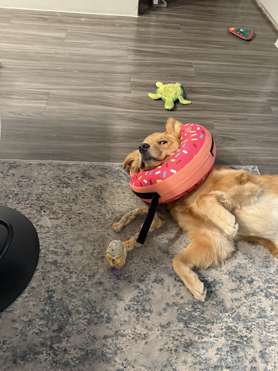 MikeIndo22's tweet image. Day 1,230 of tweeting @vindiesel until he promises me he’s going to put Pepas in the next Fast movie.  I will never stop grinding, I am dedicated #family and I know what this song will do to #FastandFurious #Fast11 needs this. I need this. Athena needs this.