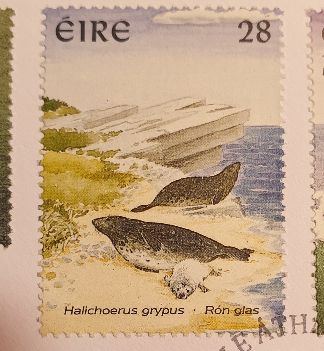 Shane McDonnell tweet media