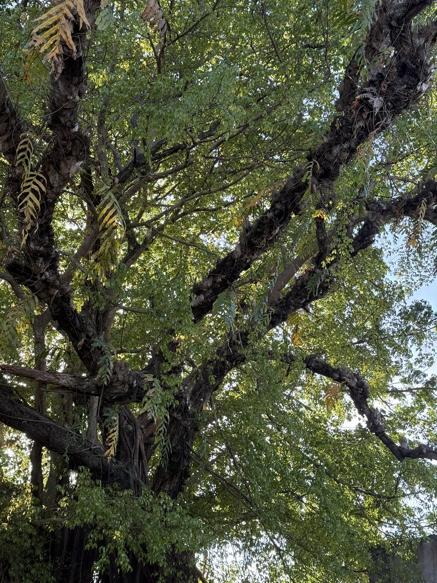 wedwo ( ꈍ◡ꈍ) tweet media