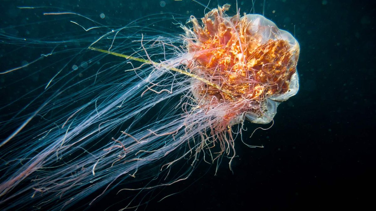 Allatsea4's tweet photo. "A moratorium would give the @ISBAHQ time to collect sufficient scientific and baseline data to better inform the development of regulations and prevent irrevocable damage."

#DeepSeaMining https://t.co/MMoeDiI6al