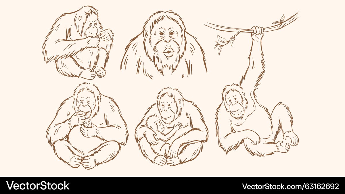 Latest Vector <a href="/VectorStock/">VectorStock</a> orangutan sketch #VectorStock vectorstock.com/63162692