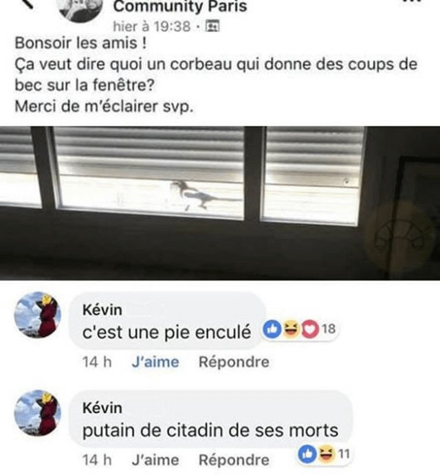 Nefpate's tweet photo. C'est des perruches enc*lé https://t.co/z3qgqvX4rR