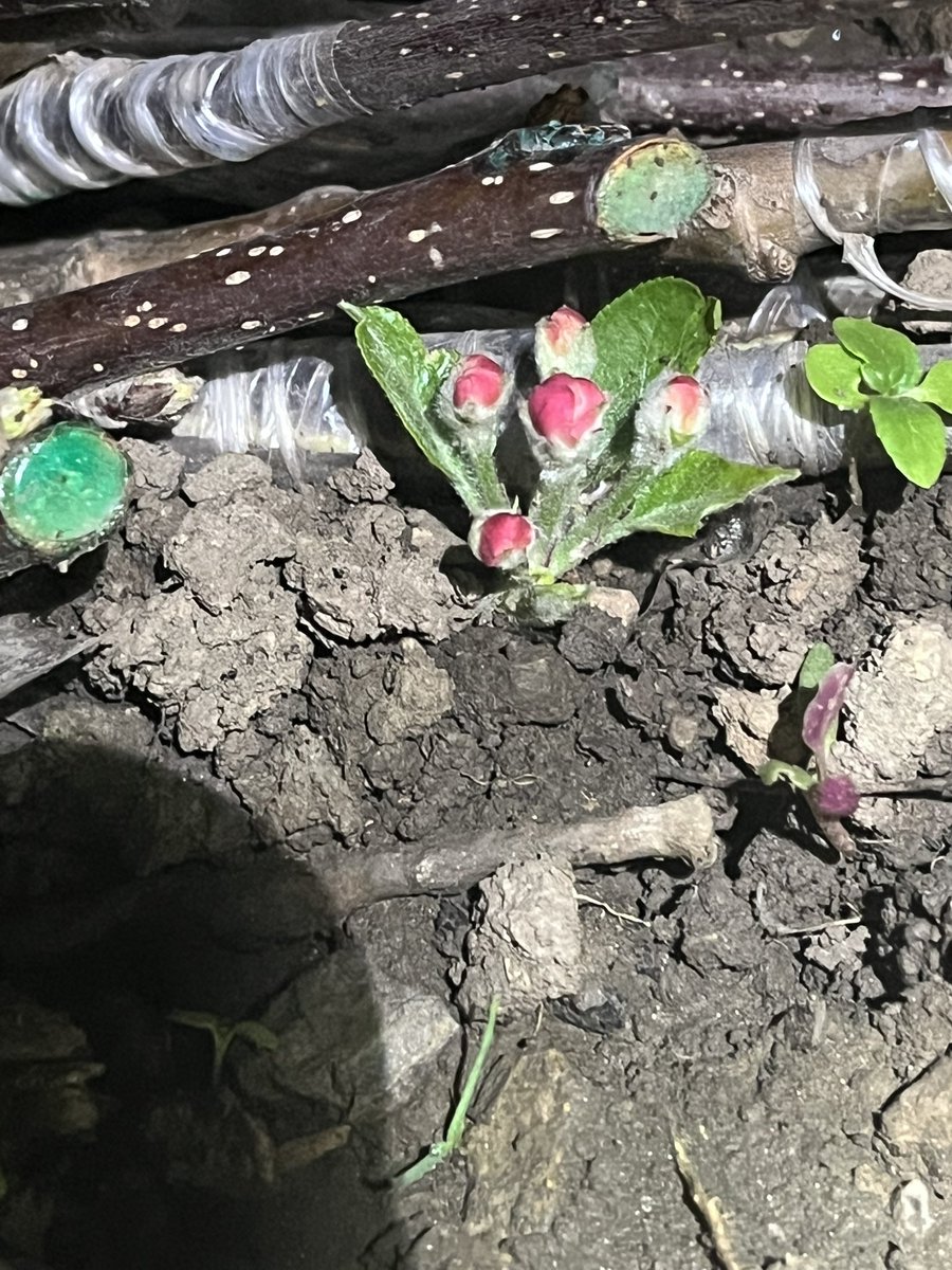 Chenab valley farming tweet media