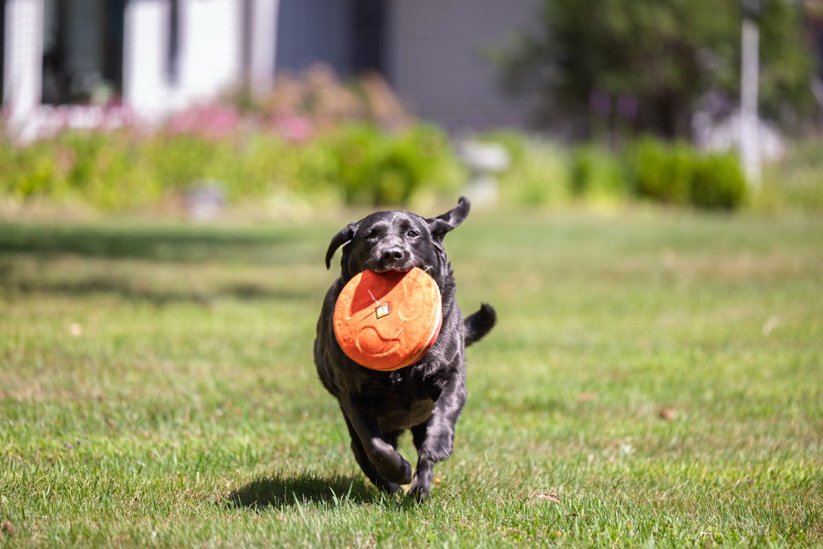 Susan Collins for Senator tweet media