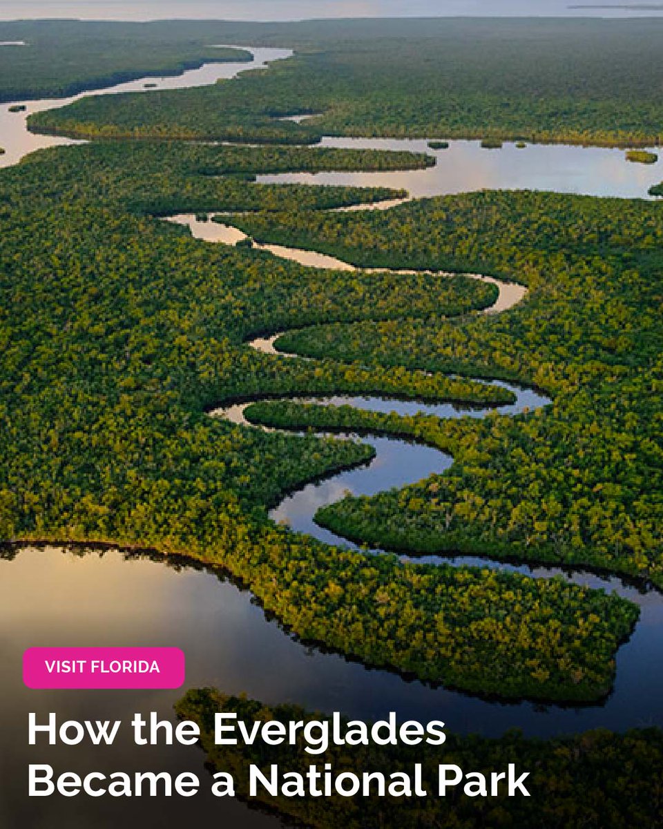 VISIT FLORIDA tweet media