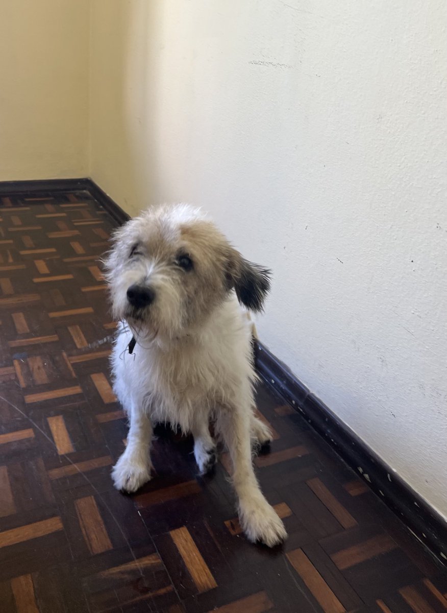 buvidall's tweet photo. esse carinha da foto conheceu um consultório médico hoje.
veio acompanhar sua melhor amiga, uma idosa em situação de rua que nunca tinha aceitado ir a uma consulta na vida 

ela ficou com medo de deixá-lo do lado de fora, mas eu nem cogitei isso. entramos todos juntos 🫶🏻 https://t.co/jBxrMhQgei