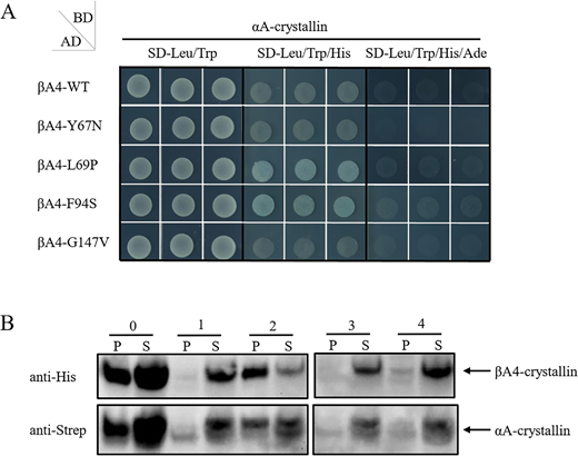 IOVS Journal tweet media