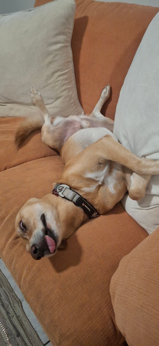 Peter Kenny 🇹🇹🇬🇧🇧🇷🇺🇦🌻🇪🇺🇲🇦🇬🇱 tweet media