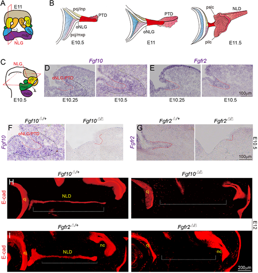 IOVS Journal tweet media