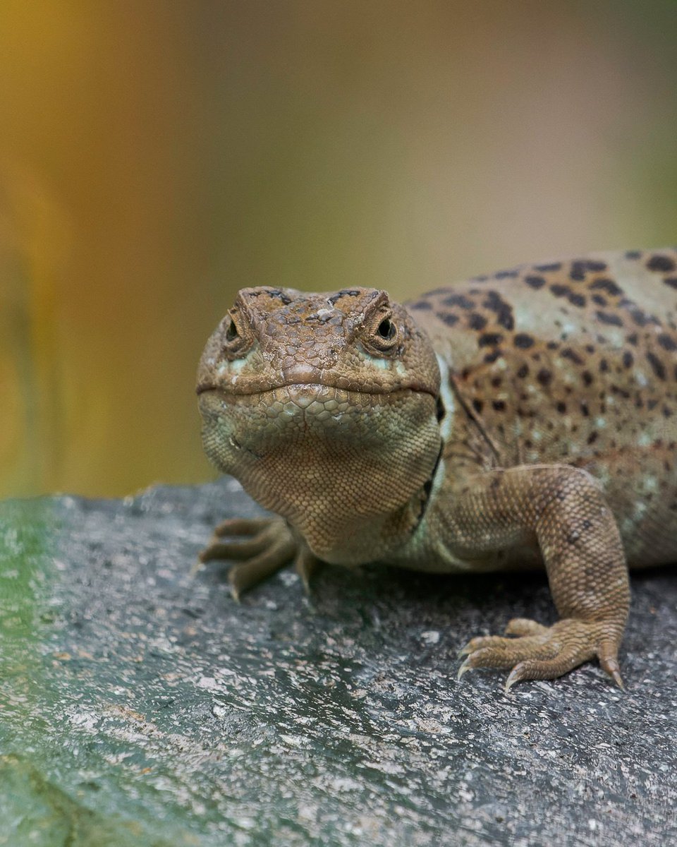 Noah from ProvocaTeach 🇺🇲 🇹🇼 🇺🇦 tweet media