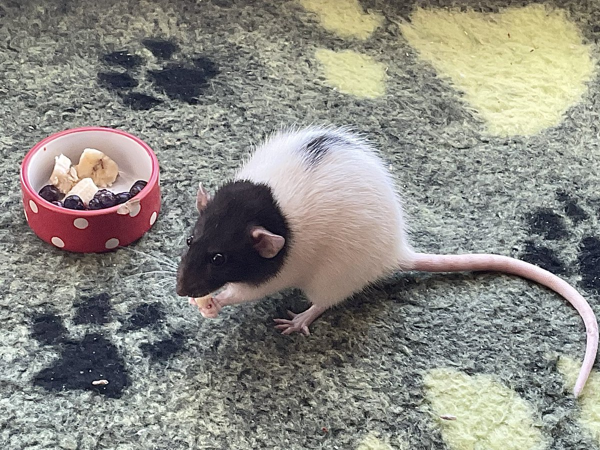 Liz🐁🐁🏴󠁧󠁢󠁷󠁬󠁳󠁿 tweet media