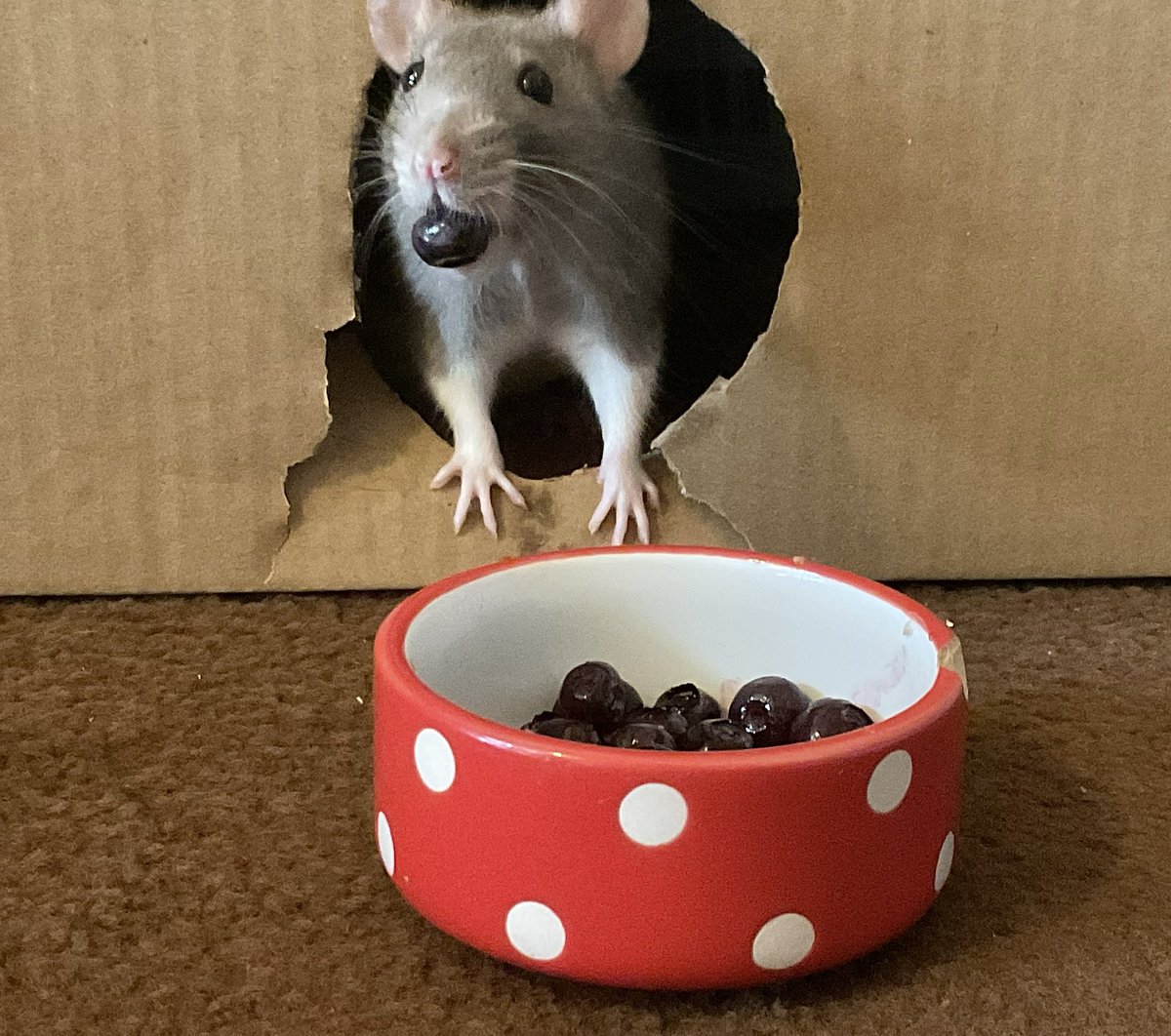 Liz🐁🐁🏴󠁧󠁢󠁷󠁬󠁳󠁿 tweet media