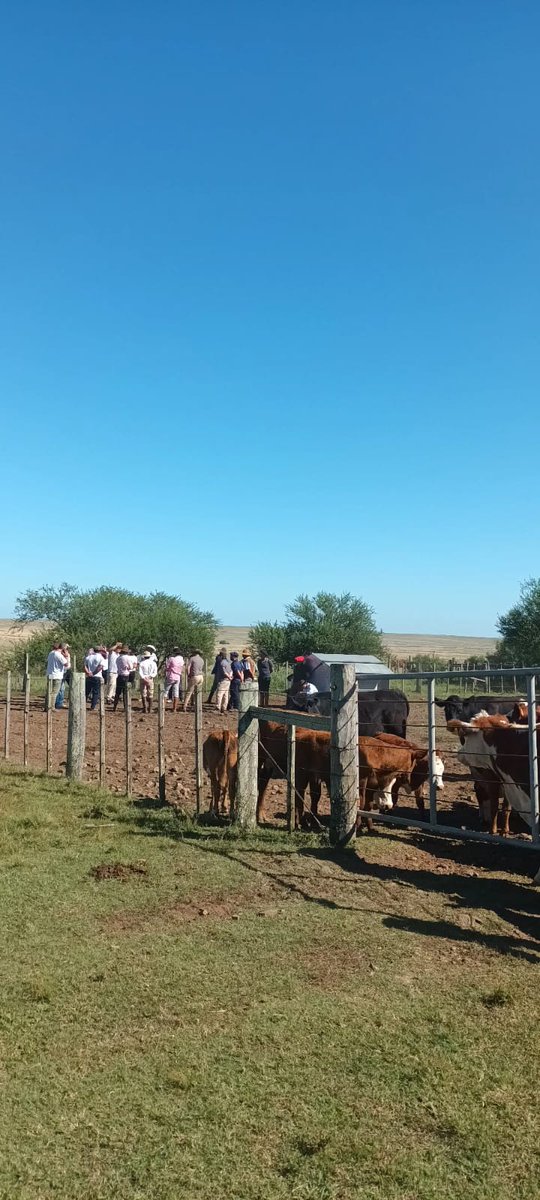 vetGraci's tweet photo. Curso Encargado Rural-Paso Farias -Artigas.
1° modulo: manejo del rodeo de cría (IPA)🐂
🐏 Selección de reproductores 
🐑 Manejo de la oveja en la encarnerada y gestación inicial.
Centro de Capacitación Martin Fernando Martinicorena 
Fundación La Magdalena 
@SUL_uy
@PlanAgro https://t.co/JW14ayr7Gf