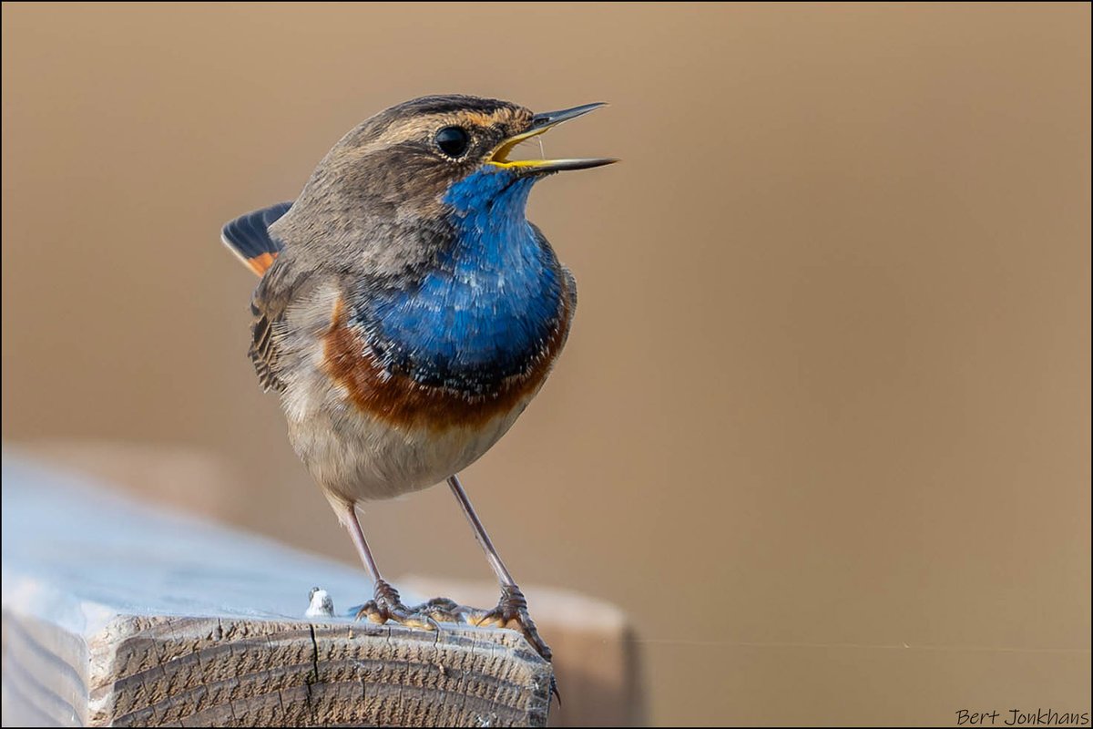 Bert Jonkhans tweet media