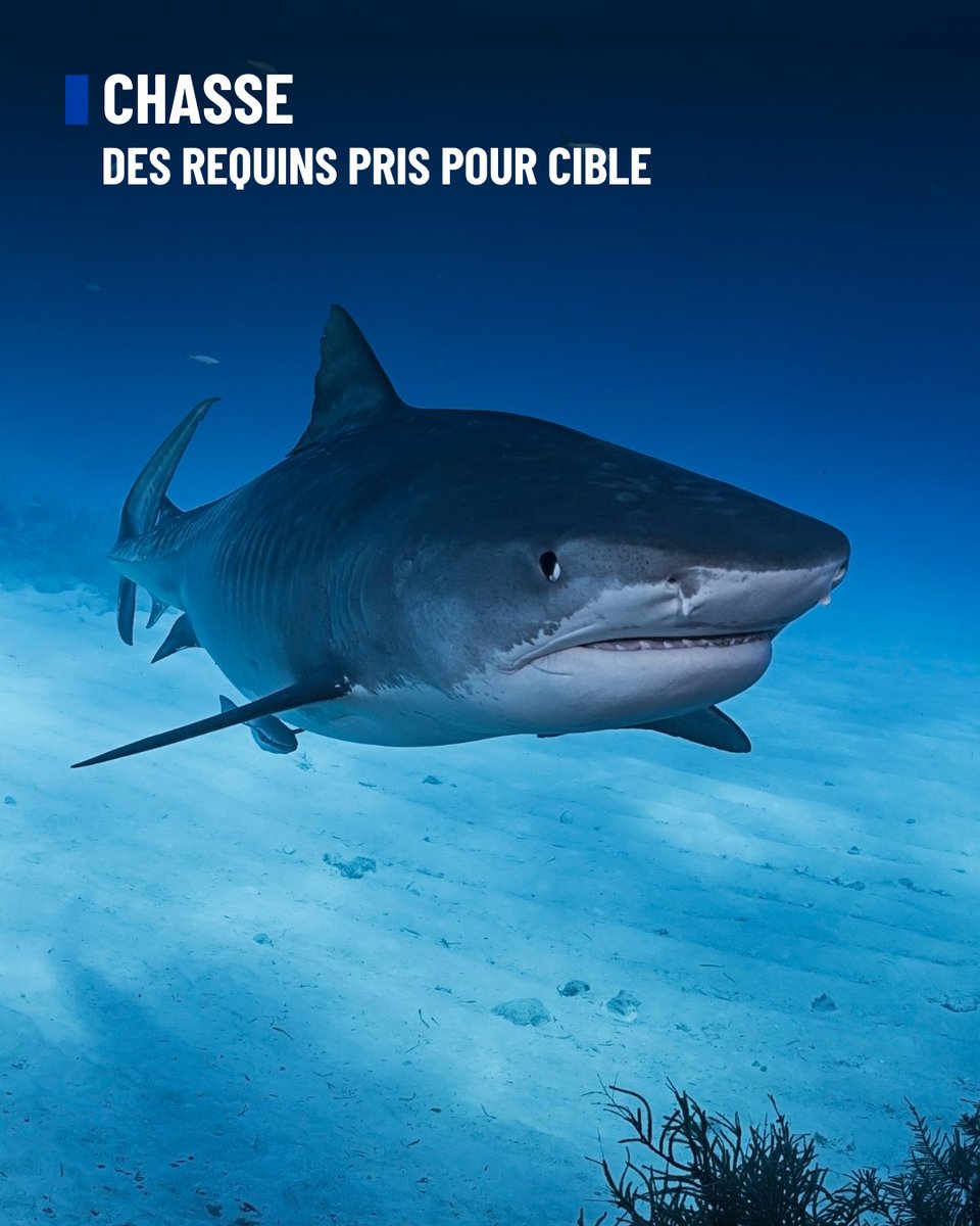🦈 Nouvelle-Calédonie : requins pris pour cible

Depuis le début 2026/d’année, deux attaques mortelles de requins ont été recensées en Nouvelle-Calédonie, dans une zone déjà marquée par plusieurs attaques dans le passé. La réponse de la collectivité ? Relancer en urgence une