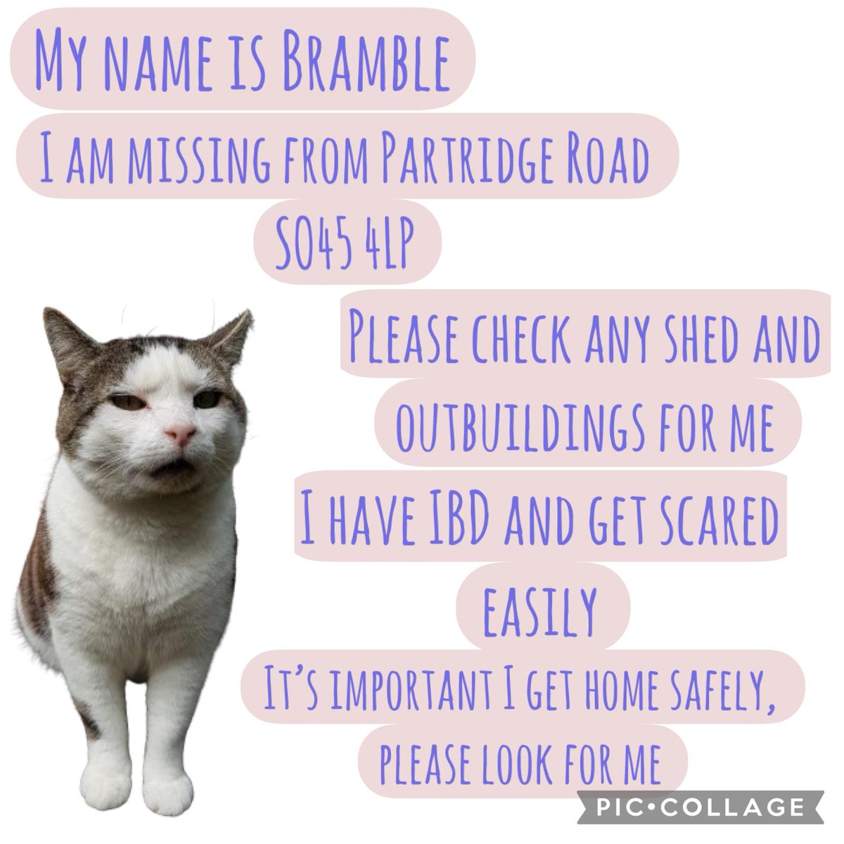 Bramble, Mum &🌈Angel Tommy tweet media