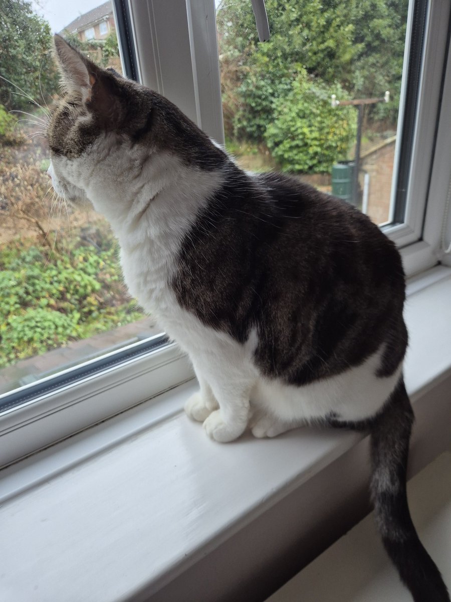 Bramble, Mum &🌈Angel Tommy tweet media