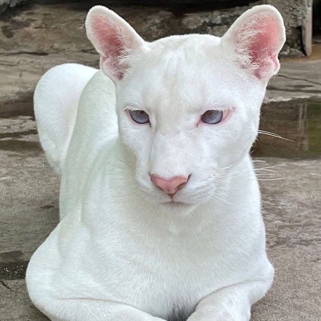 Media_FrenchRap's tweet photo. @FrenchRapUS Un puma albinos aux yeux bleus et au nez rose vient de naître en Amérique latine 😍 https://t.co/hssnD65wtj