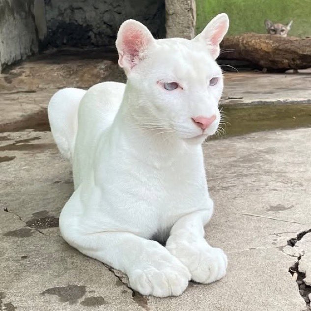 Media_FrenchRap's tweet photo. @FrenchRapUS Un puma albinos aux yeux bleus et au nez rose vient de naître en Amérique latine 😍 https://t.co/hssnD65wtj