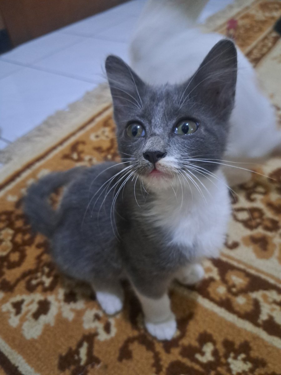 nay as babu kucheng 🐈 tweet media