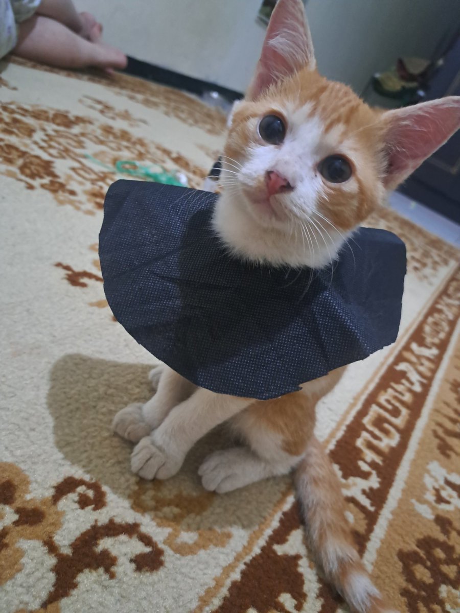 nay as babu kucheng 🐈 tweet media