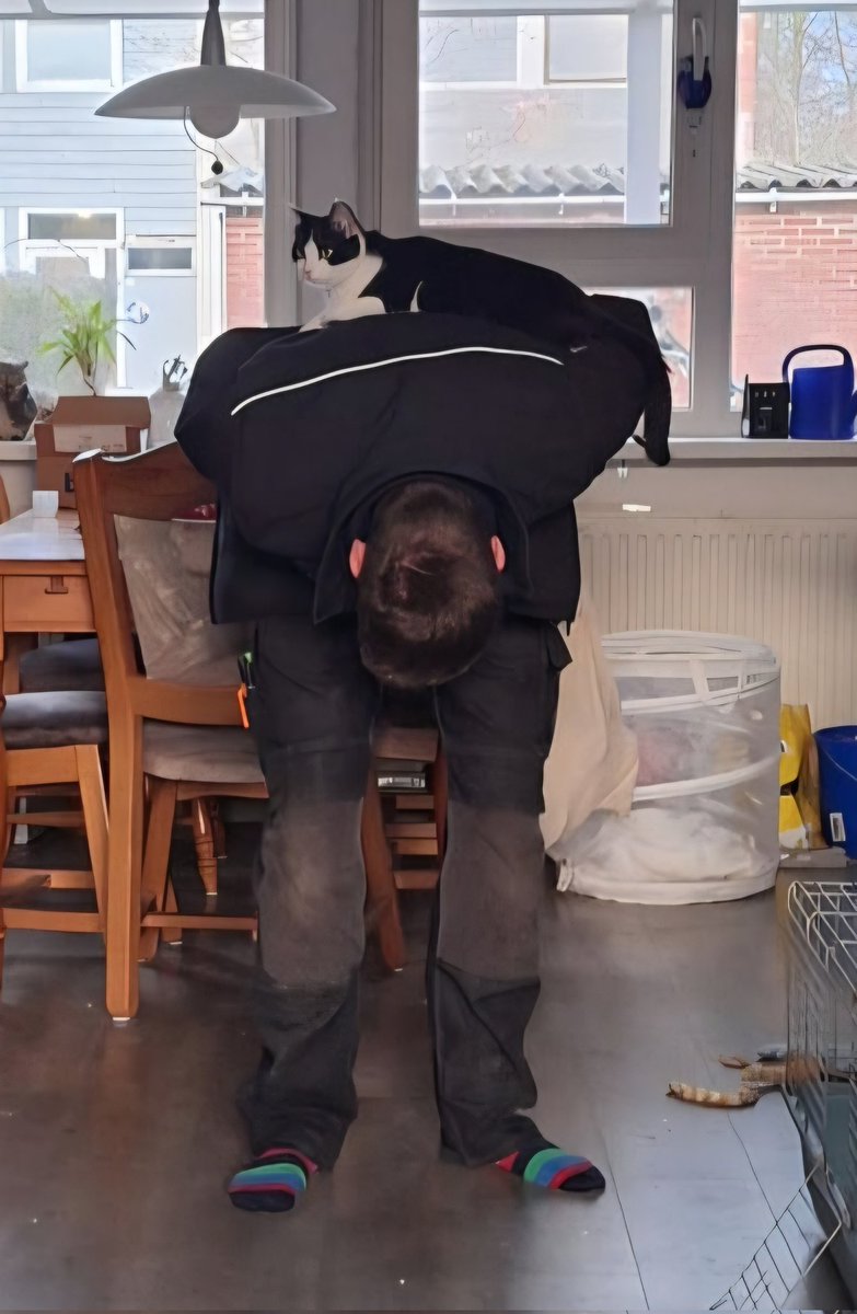 Joyce 🦉, Swiebertje 😺 en Saartje tweet media