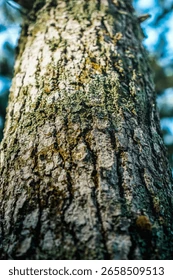 L'arbre exhibe la cicatrice de son tronc vieilli ; " A mon bien-aimé".
Griffure d'un passé envolé, d'un espoir peut-être.
Lu d'en haut par l'astre qui se penche sur les rêves.
Un malentendu à l'encre de l'évidence.
Qu'en est-il de ce destin?