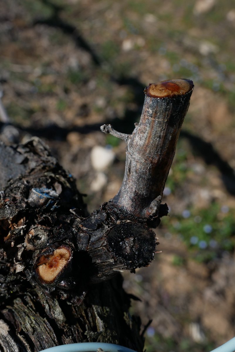 Ribera Del Duero tweet media