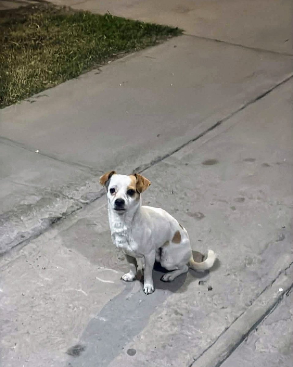 MayVqzSto's tweet photo. #adopta
#AdoptaNoCompres
#adoptable
#AdoptDontShop https://t.co/fz5WCWCtdX