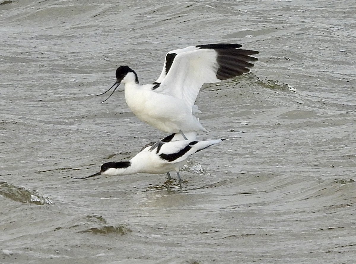 Pauline Gilbertson tweet media