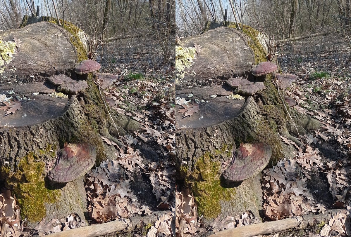 luca_bergamasco's tweet photo. Fresh finds for #FungiFriday. #fungi #nushrooms #FungiFriends #3d #stereoscopic #parallelview | #crossview https://t.co/AXwoTqE0WM