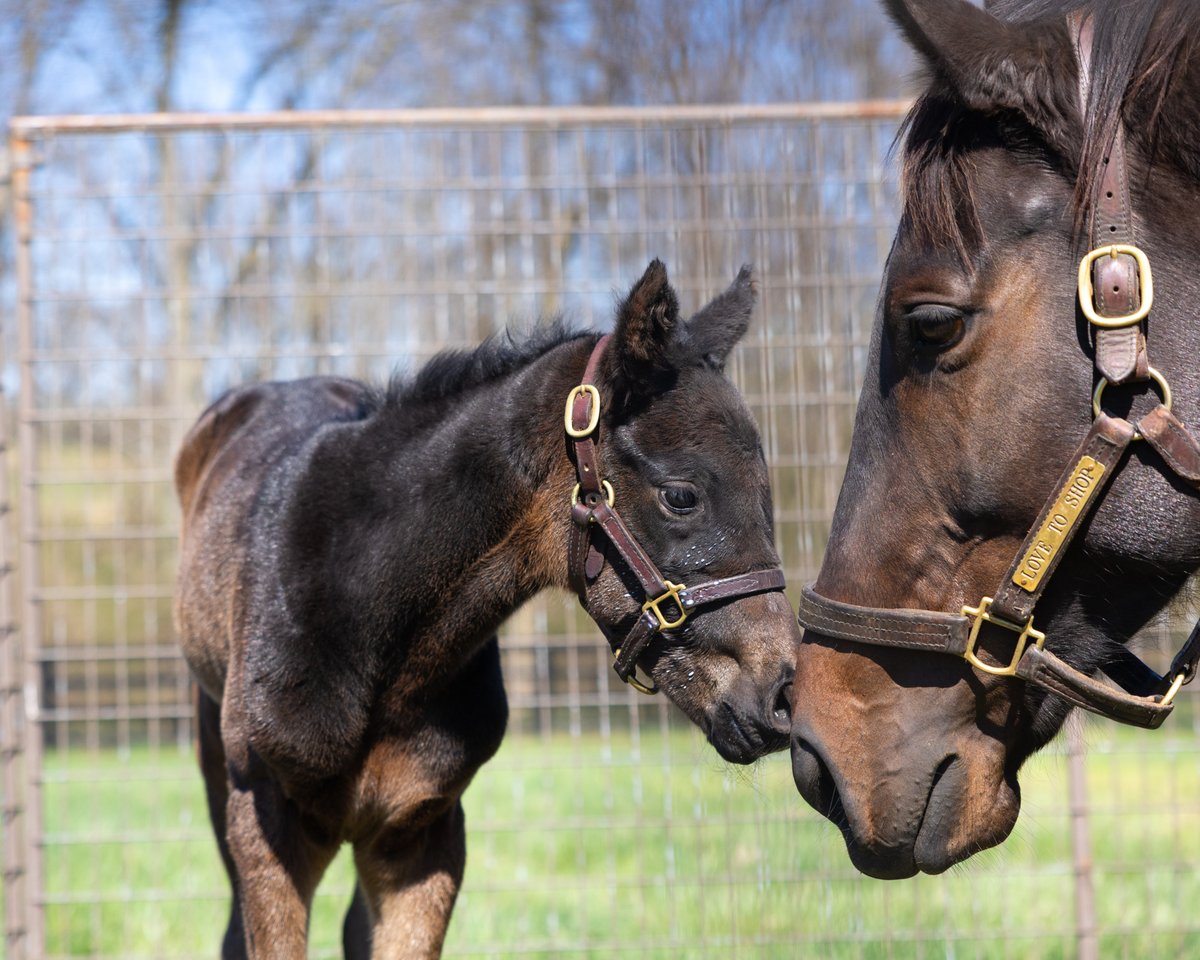 Pin Oak Stud tweet media
