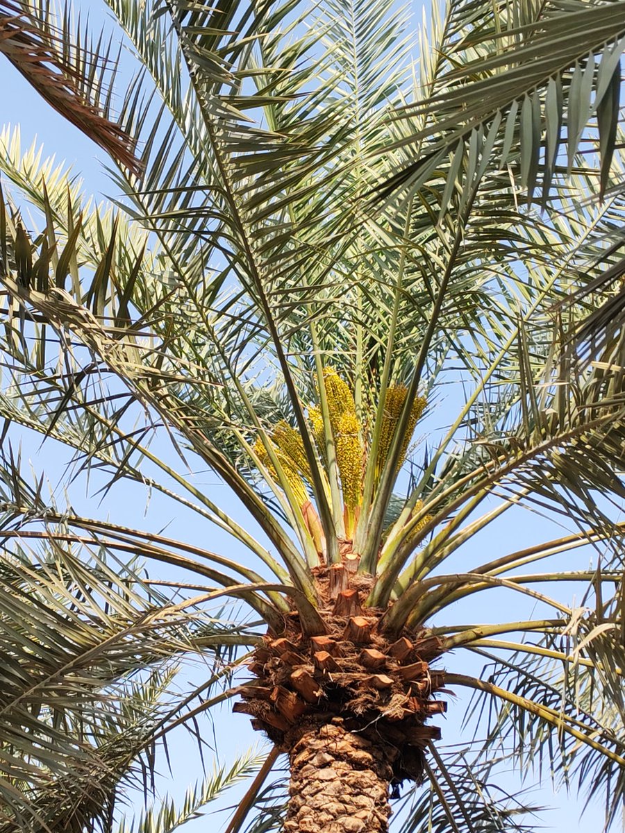 سمير نحيلي tweet media