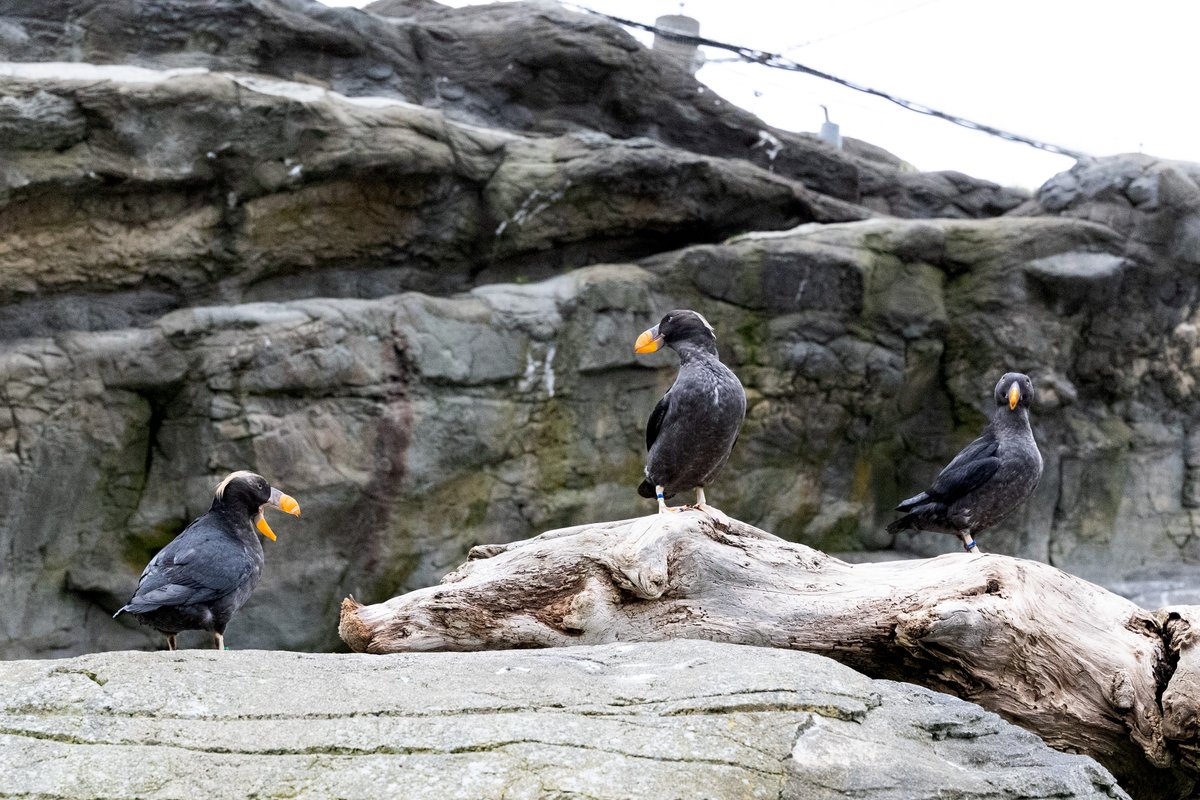 orcoastaquarium's tweet image. Choose your character! 

#OregonCoastAquarium #Puffins #choosewisely