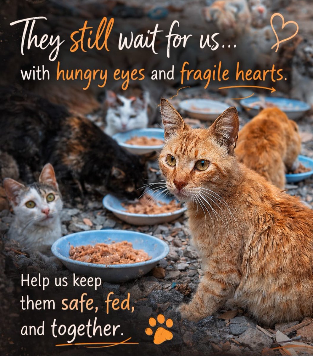 Animal Friends Shelter tweet media